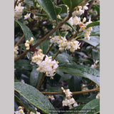 Shrubs ~ Osmanthus armatus, Holly Olive ~ Dancing Oaks Nursery and Gardens ~ Retail Nursery ~ Mail Order Nursery