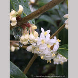 Shrubs ~ Osmanthus armatus, Holly Olive ~ Dancing Oaks Nursery and Gardens ~ Retail Nursery ~ Mail Order Nursery