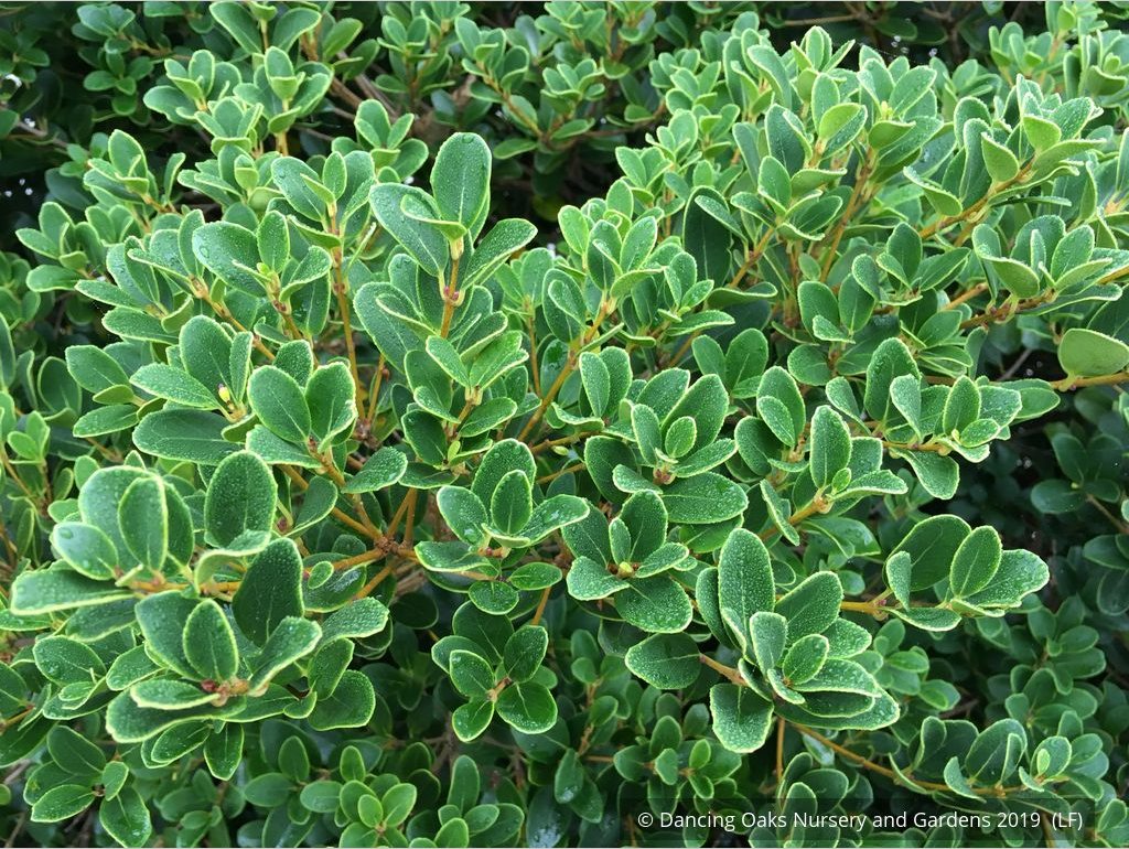 Shrubs ~ Osmanthus heterophyllus 'Rotundifolius', Tea Olive ~ Dancing Oaks Nursery and Gardens ~ Retail Nursery ~ Mail Order Nursery