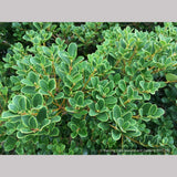 Shrubs ~ Osmanthus heterophyllus 'Rotundifolius', Tea Olive ~ Dancing Oaks Nursery and Gardens ~ Retail Nursery ~ Mail Order Nursery
