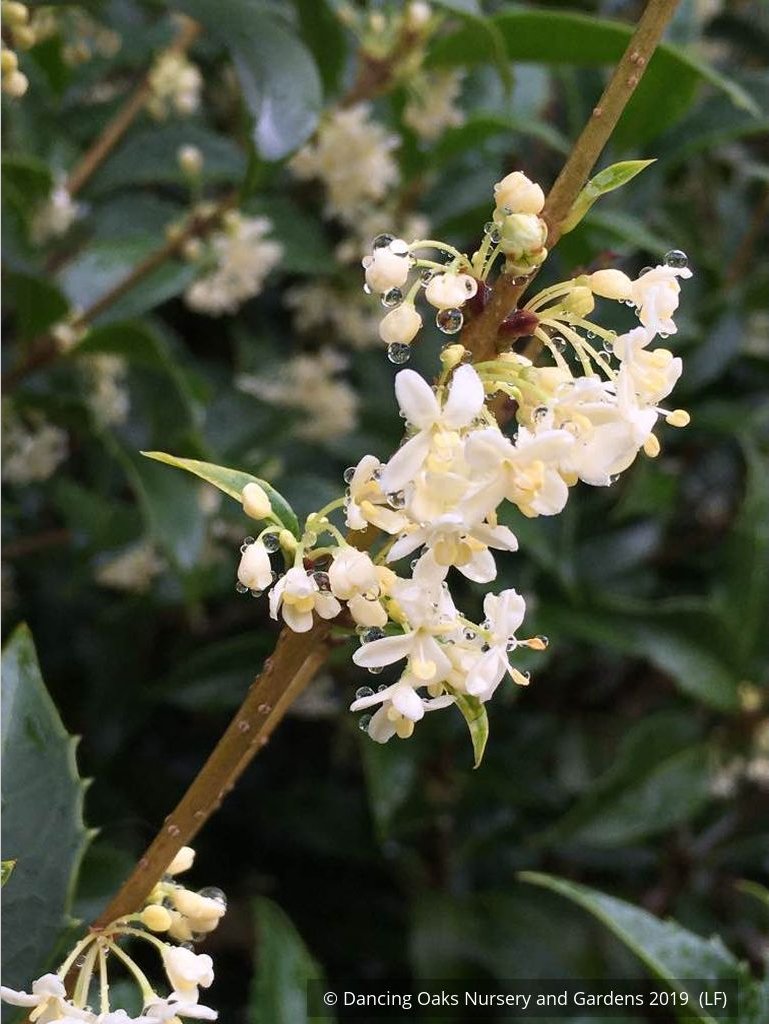 Shrubs ~ Osmanthus x fortunei 'San Jose', Tea Olive ~ Dancing Oaks Nursery and Gardens ~ Retail Nursery ~ Mail Order Nursery