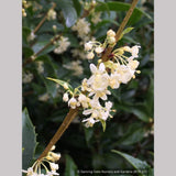 Shrubs ~ Osmanthus x fortunei 'San Jose', Tea Olive ~ Dancing Oaks Nursery and Gardens ~ Retail Nursery ~ Mail Order Nursery
