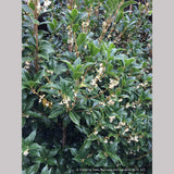 Shrubs ~ Osmanthus x fortunei 'San Jose', Tea Olive ~ Dancing Oaks Nursery and Gardens ~ Retail Nursery ~ Mail Order Nursery