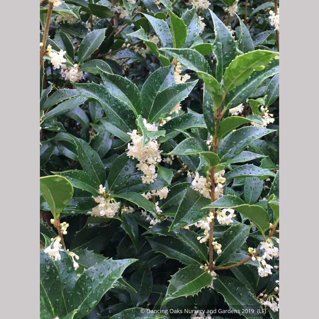 Osmanthus x fortunei 'San Jose', Tea Olive – Dancing Oaks Nursery
