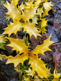 Osmanthus heterophyllus 'Ogon', Golden Japanese False Holly