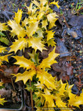 Osmanthus heterophyllus 'Ogon', Golden Japanese False Holly