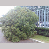 Shrubs ~ Osmanthus fragrans, Tea Olive, Sweet Olive ~ Dancing Oaks Nursery and Gardens ~ Retail Nursery ~ Mail Order Nursery