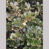 Shrubs ~ Osmanthus heterophyllus 'Rotundifolius', Tea Olive ~ Dancing Oaks Nursery and Gardens ~ Retail Nursery ~ Mail Order Nursery