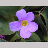 Perennials ~ Oxalis oregana, Native Wood Sorrel ~ Dancing Oaks Nursery and Gardens ~ Retail Nursery ~ Mail Order Nursery