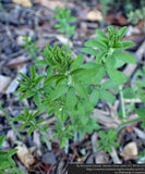 Perennials ~ Oxalis hirta, Trailing Oxalis ~ Dancing Oaks Nursery and Gardens ~ Retail Nursery ~ Mail Order Nursery