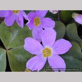 Perennials ~ Oxalis oregana, Native Wood Sorrel ~ Dancing Oaks Nursery and Gardens ~ Retail Nursery ~ Mail Order Nursery