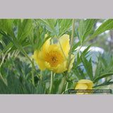Shrubs ~ Paeonia ludlowii (syn. Paeonia lutea var. ludlowii), Tibetan Tree Peony ~ Dancing Oaks Nursery and Gardens ~ Retail Nursery ~ Mail Order Nursery