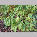 Shrubs ~ Paeonia ludlowii (syn. Paeonia lutea var. ludlowii), Tibetan Tree Peony ~ Dancing Oaks Nursery and Gardens ~ Retail Nursery ~ Mail Order Nursery