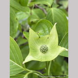 Trees ~ Cornus kousa 'Pam's Mountain Bouquet', Korean Dogwood ~ Dancing Oaks Nursery and Gardens ~ Retail Nursery ~ Mail Order Nursery