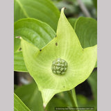 Trees ~ Cornus kousa 'Pam's Mountain Bouquet', Korean Dogwood ~ Dancing Oaks Nursery and Gardens ~ Retail Nursery ~ Mail Order Nursery