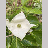 Trees ~ Cornus kousa 'Pam's Mountain Bouquet', Korean Dogwood ~ Dancing Oaks Nursery and Gardens ~ Retail Nursery ~ Mail Order Nursery