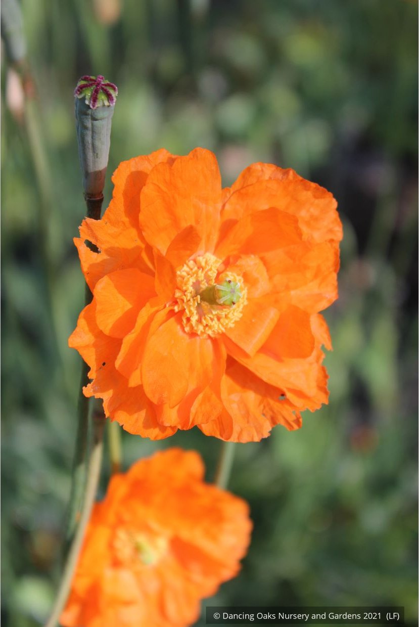 Perennials ~ Papaver rupifragum 'Flore Pleno', Spanish or Moroccan Poppy ~ Dancing Oaks Nursery and Gardens ~ Retail Nursery ~ Mail Order Nursery