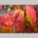 Trees ~ Parrotia persica 'Vanessa', Ironwood ~ Dancing Oaks Nursery and Gardens ~ Retail Nursery ~ Mail Order Nursery