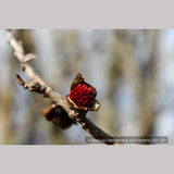 Trees ~ Parrotia persica 'Vanessa', Ironwood ~ Dancing Oaks Nursery and Gardens ~ Retail Nursery ~ Mail Order Nursery