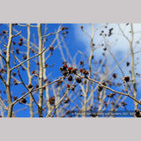 Trees ~ Parrotia persica 'Vanessa', Ironwood ~ Dancing Oaks Nursery and Gardens ~ Retail Nursery ~ Mail Order Nursery