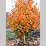 Trees ~ Parrotia persica 'Vanessa', Ironwood ~ Dancing Oaks Nursery and Gardens ~ Retail Nursery ~ Mail Order Nursery