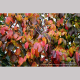 Trees ~ Parrotia persica 'Vanessa', Ironwood ~ Dancing Oaks Nursery and Gardens ~ Retail Nursery ~ Mail Order Nursery