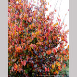 Trees ~ Parrotia persica 'Vanessa', Ironwood ~ Dancing Oaks Nursery and Gardens ~ Retail Nursery ~ Mail Order Nursery