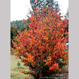 Trees ~ Parrotia persica 'Vanessa', Ironwood ~ Dancing Oaks Nursery and Gardens ~ Retail Nursery ~ Mail Order Nursery