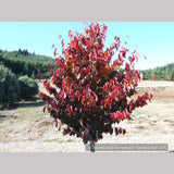 Trees ~ Parrotia persica 'Vanessa', Ironwood ~ Dancing Oaks Nursery and Gardens ~ Retail Nursery ~ Mail Order Nursery