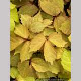 Parthenocissus tricuspidata 'Fenway Park', Golden Boston Ivy