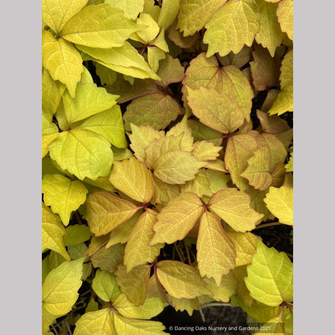 Parthenocissus tricuspidata 'Fenway Park', Golden Boston Ivy