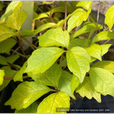 Vines ~ Parthenocissus tricuspidata 'Fenway Park', Golden Boston Ivy ~ Dancing Oaks Nursery and Gardens ~ Retail Nursery ~ Mail Order Nursery