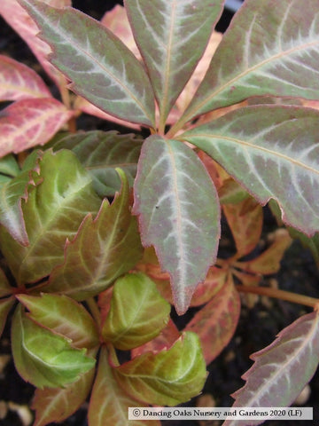 Vines ~ Parthenocissus henryana, Silvervein Creeper ~ Dancing Oaks Nursery and Gardens ~ Retail Nursery ~ Mail Order Nursery