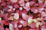 Parthenocissus tricuspidata 'Fenway Park', Golden Boston Ivy