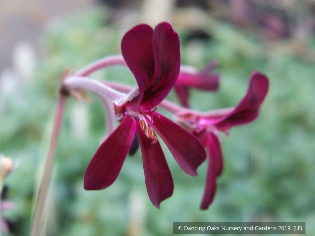 Perennials ~ Pelargonium sidoides, South African Geranium ~ Dancing Oaks Nursery and Gardens ~ Retail Nursery ~ Mail Order Nursery