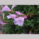 Perennials ~ Penstemon rupicola 'Pink Holly', Rock Penstemon ~ Dancing Oaks Nursery and Gardens ~ Retail Nursery ~ Mail Order Nursery
