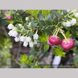 Shrubs ~ Pernettya (Gautheria) mucronata 'Rubra', Prickly Heath ~ Dancing Oaks Nursery and Gardens ~ Retail Nursery ~ Mail Order Nursery