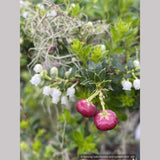 Shrubs ~ Pernettya (Gautheria) mucronata 'Rubra', Prickly Heath ~ Dancing Oaks Nursery and Gardens ~ Retail Nursery ~ Mail Order Nursery