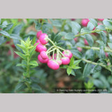 Shrubs ~ Pernettya (Gautheria) mucronata 'Rubra', Prickly Heath ~ Dancing Oaks Nursery and Gardens ~ Retail Nursery ~ Mail Order Nursery