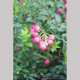 Shrubs ~ Pernettya (Gautheria) mucronata 'Rubra', Prickly Heath ~ Dancing Oaks Nursery and Gardens ~ Retail Nursery ~ Mail Order Nursery