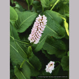Perennials ~ Persicaria bistorta 'Superba' (formerly 'Superbum'), Fleeceflower ~ Dancing Oaks Nursery and Gardens ~ Retail Nursery ~ Mail Order Nursery