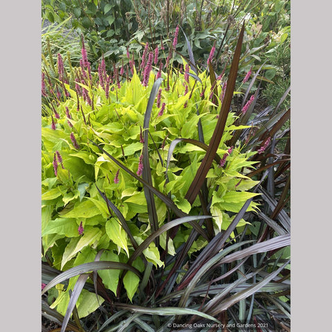 Perennials ~ Persicaria amplexicaulis 'Golden Arrow', Red Bistort or Mountain Fleece ~ Dancing Oaks Nursery and Gardens ~ Retail Nursery ~ Mail Order Nursery