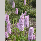 Bistorta officinalis ‘Superba’ (syn. Persicaria bistorta ‘Superbum’), Fleeceflower