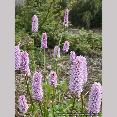 Bistorta officinalis ‘Superba’ (syn. Persicaria bistorta ‘Superbum’), Fleeceflower
