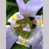 Perennials ~ Phalocallis coelestis (syn. Cypella coelestis), Goblet Flower ~ Dancing Oaks Nursery and Gardens ~ Retail Nursery ~ Mail Order Nursery