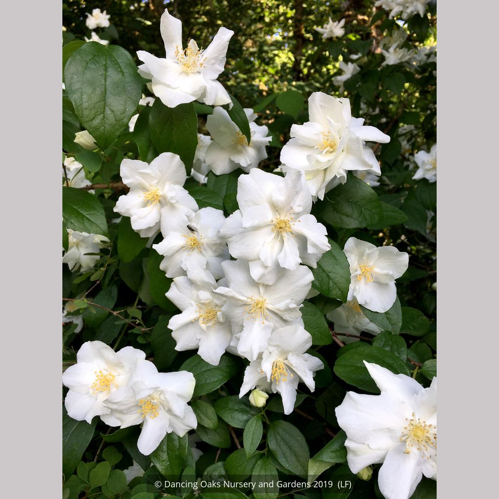 PhiladelphusPolarStar2018a_sm_