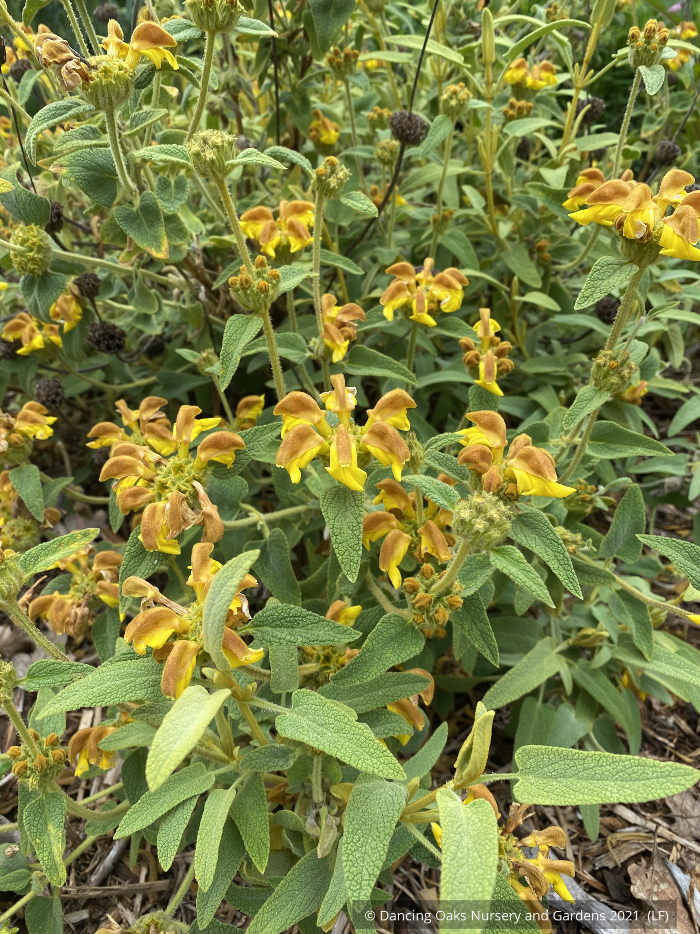Perennials ~ Phlomis 'Sunningdale Gold', Golden Turkish Sage ~ Dancing Oaks Nursery and Gardens ~ Retail Nursery ~ Mail Order Nursery
