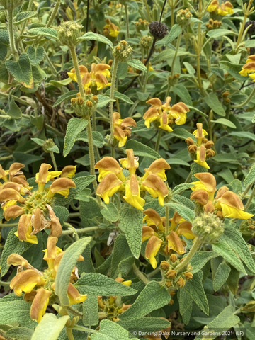 Perennials ~ Phlomis 'Sunningdale Gold', Golden Turkish Sage ~ Dancing Oaks Nursery and Gardens ~ Retail Nursery ~ Mail Order Nursery