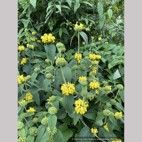 Phlomis 'Edward Bowles', Jerusalem Sage
