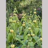 Phlomis russeliana, Turkish Sage